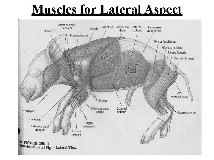 Muscles for Lateral Aspect 