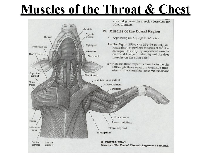 Muscles of the Throat & Chest 