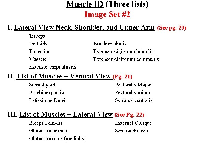 Muscle ID (Three lists) Image Set #2 I. Lateral View Neck, Shoulder, and Upper
