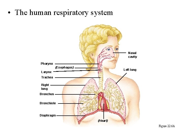  • The human respiratory system Nasal cavity Pharynx (Esophagus) Left lung Larynx Trachea