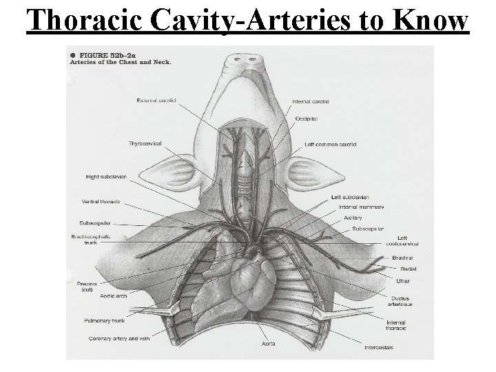 Thoracic Cavity-Arteries to Know 