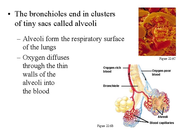  • The bronchioles end in clusters of tiny sacs called alveoli – Alveoli