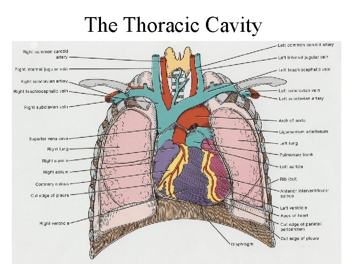 The Thoracic Cavity 