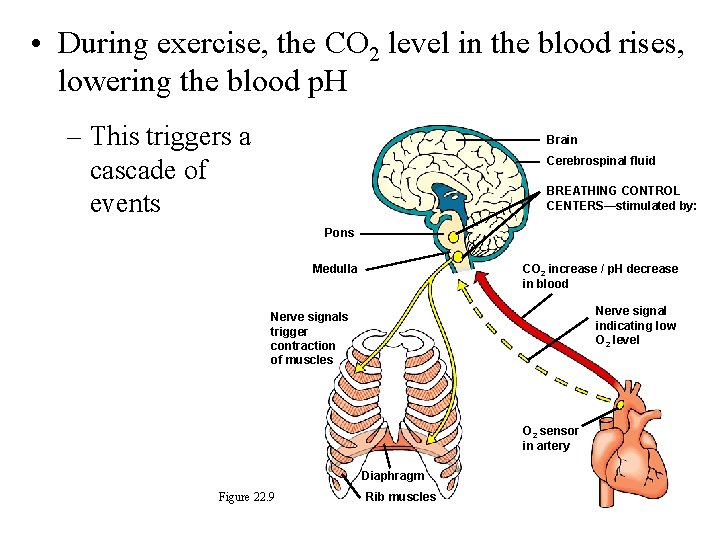  • During exercise, the CO 2 level in the blood rises, lowering the