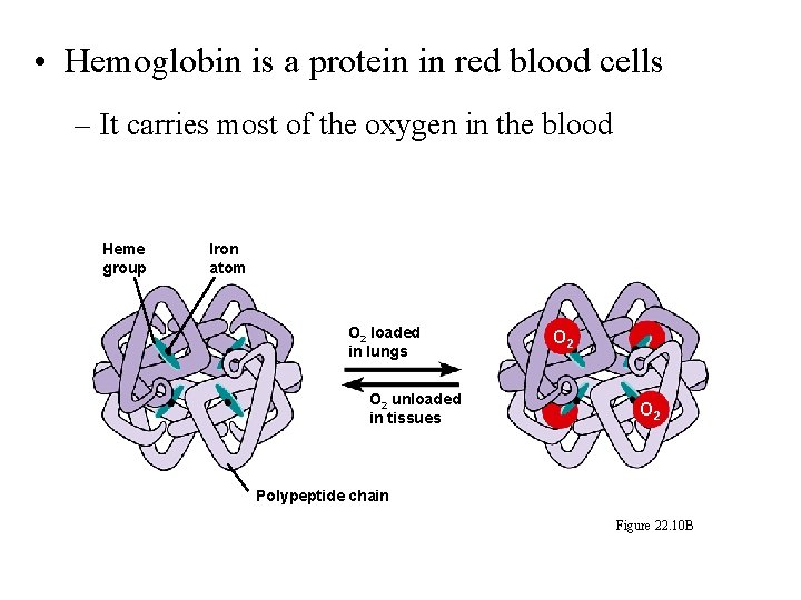  • Hemoglobin is a protein in red blood cells – It carries most