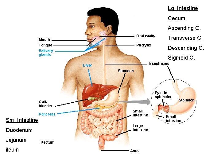 Lg. Intestine Cecum Ascending C. Mouth Tongue Salivary glands Oral cavity Transverse C. Pharynx