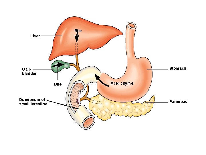 Bile Liver Stomach Gallbladder Bile Duodenum of small intestine Acid chyme Pancreas Figure 21.