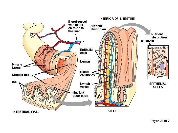 Blood vessel with blood en route to the liver INTERIOR OF INTESTINE Nutrient absorption