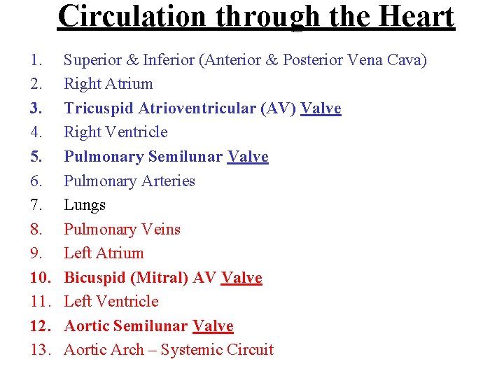 Circulation through the Heart 1. 2. 3. 4. 5. 6. 7. 8. 9. 10.