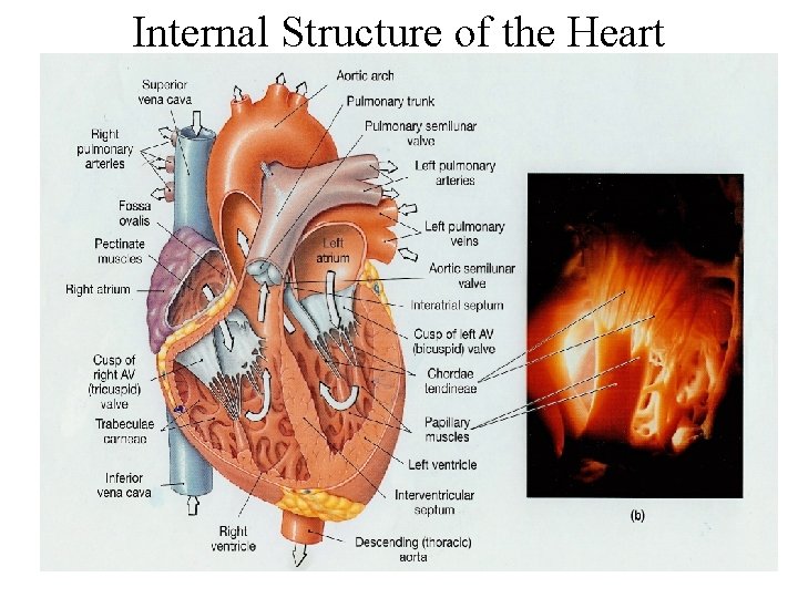 Internal Structure of the Heart 