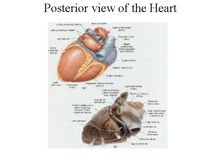 Posterior view of the Heart 