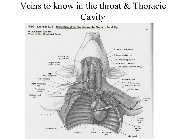 Veins to know in the throat & Thoracic Cavity 