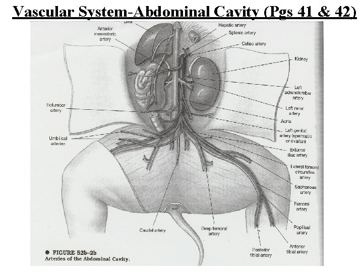 Vascular System-Abdominal Cavity (Pgs 41 & 42) 