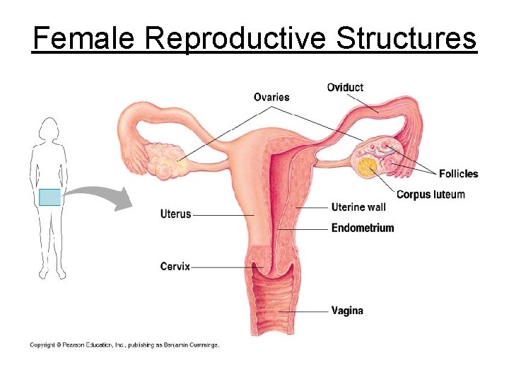 Female Reproductive Structures 