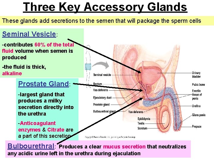 Three Key Accessory Glands These glands add secretions to the semen that will package