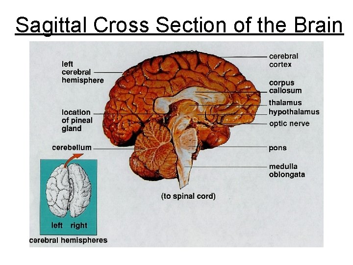 Sagittal Cross Section of the Brain 