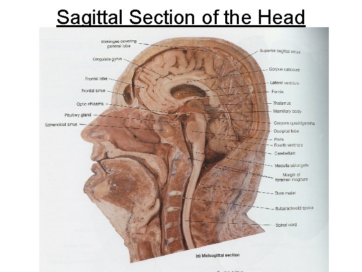 Sagittal Section of the Head 