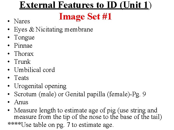  • • • External Features to ID (Unit 1) Image Set #1 Nares