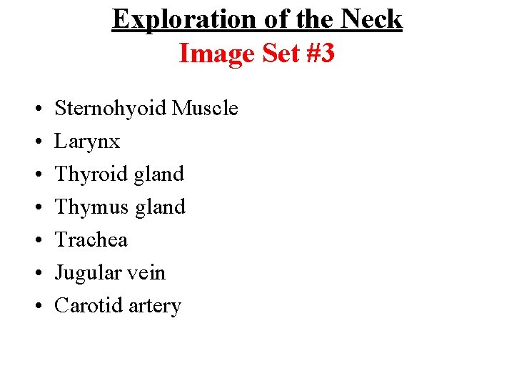 Exploration of the Neck Image Set #3 • • Sternohyoid Muscle Larynx Thyroid gland