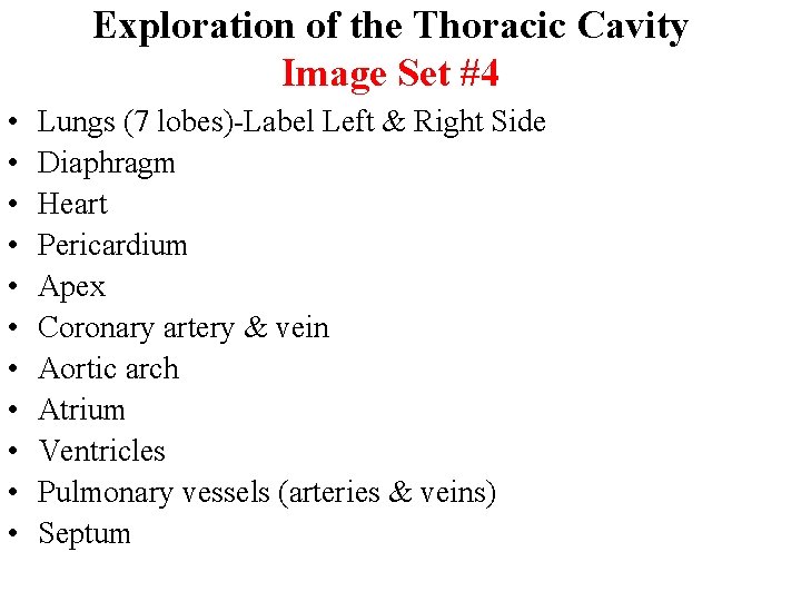 Exploration of the Thoracic Cavity Image Set #4 • • • Lungs (7 lobes)-Label