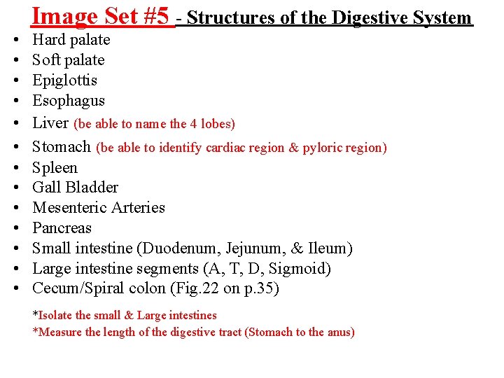 Image Set #5 - Structures of the Digestive System • • • • Hard