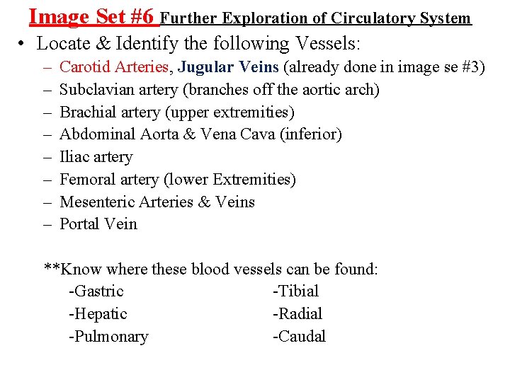 Image Set #6 Further Exploration of Circulatory System • Locate & Identify the following