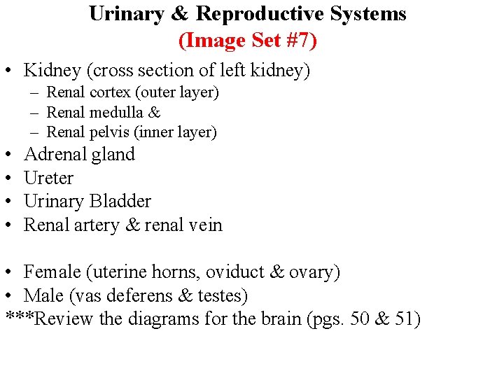 Urinary & Reproductive Systems (Image Set #7) • Kidney (cross section of left kidney)