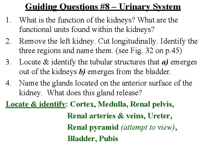 Guiding Questions #8 – Urinary System 1. What is the function of the kidneys?