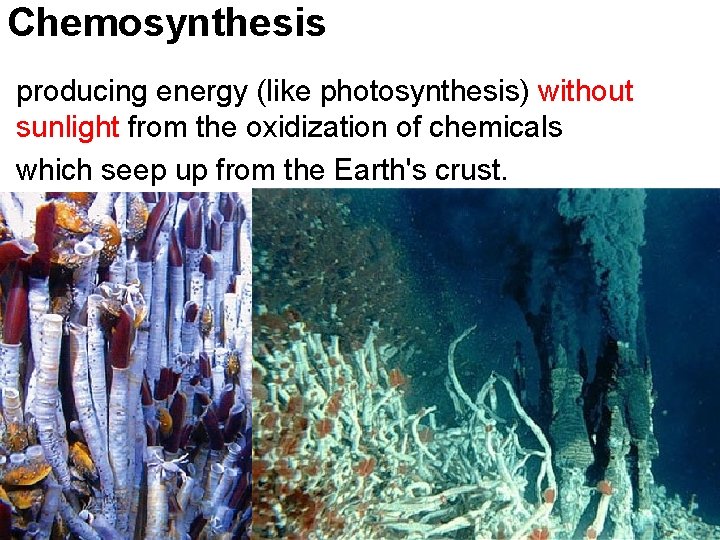 Chemosynthesis producing energy (like photosynthesis) without sunlight from the oxidization of chemicals which seep