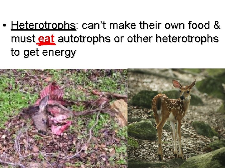  • Heterotrophs: can’t make their own food & must eat must autotrophs or