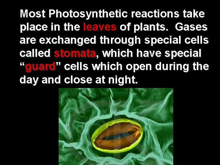 Most Photosynthetic reactions take place in the leaves of plants. Gases place in the