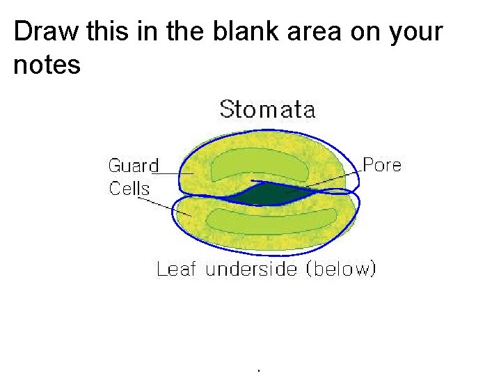 Draw this in the blank area on your notes 