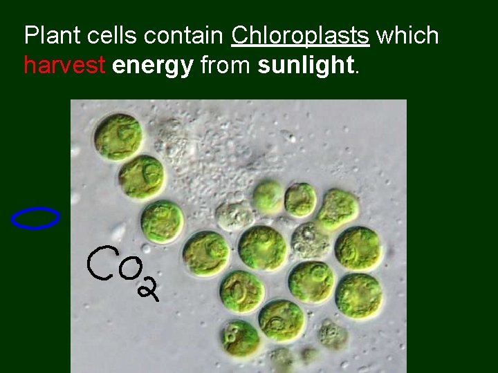 Plant cells contain Chloroplasts which harvest energy from sunlight. 