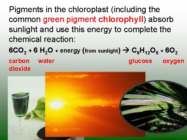 Pigments in the chloroplast (including the common green pigment chlorophyll) absorb sunlight and use