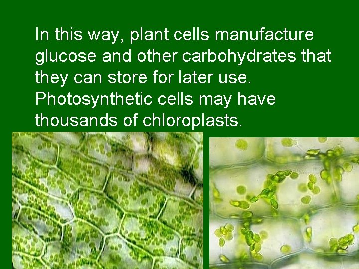 In this way, plant cells manufacture glucose and other carbohydrates that they can store