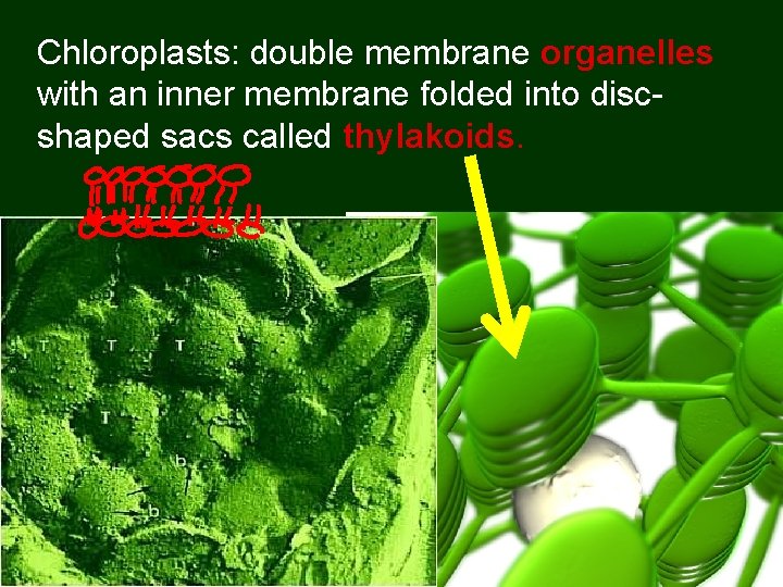 Chloroplasts: double membrane organelles with an inner membrane folded into discshaped sacs called thylakoids.