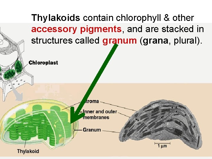 Thylakoids contain chlorophyll & other accessory pigments, and are stacked in structures called granum