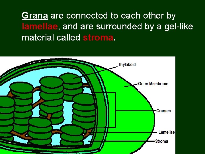 Grana are connected to each other by lamellae, and are surrounded by a gel-like