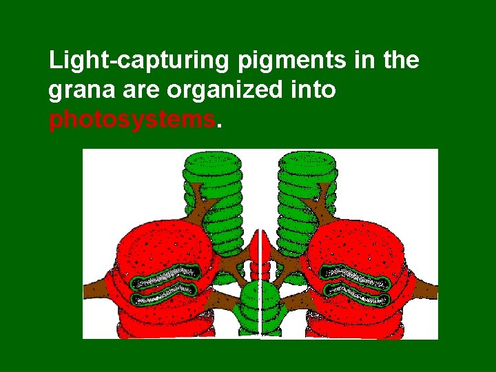 Light-capturing pigments in the grana are organized into photosystems. 