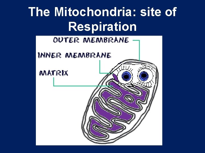 The Mitochondria: site of Respiration 