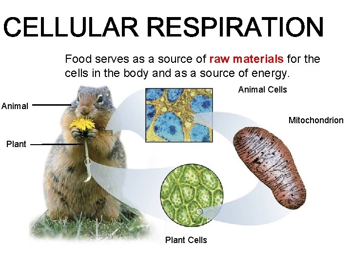 Food serves as a source of raw materials for the cells in the body