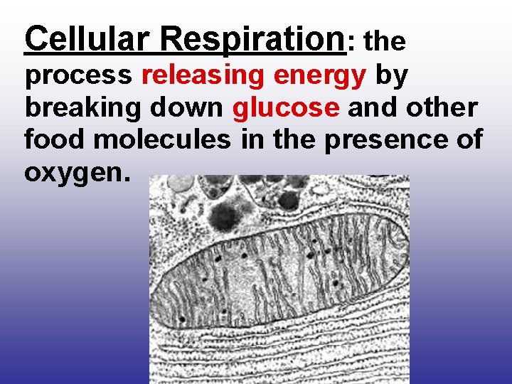 Cellular Respiration: the process releasing energy by breaking down glucose and other food molecules