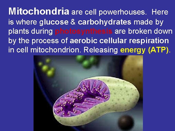 Mitochondria are cell powerhouses. Here is where glucose & carbohydrates made by plants during