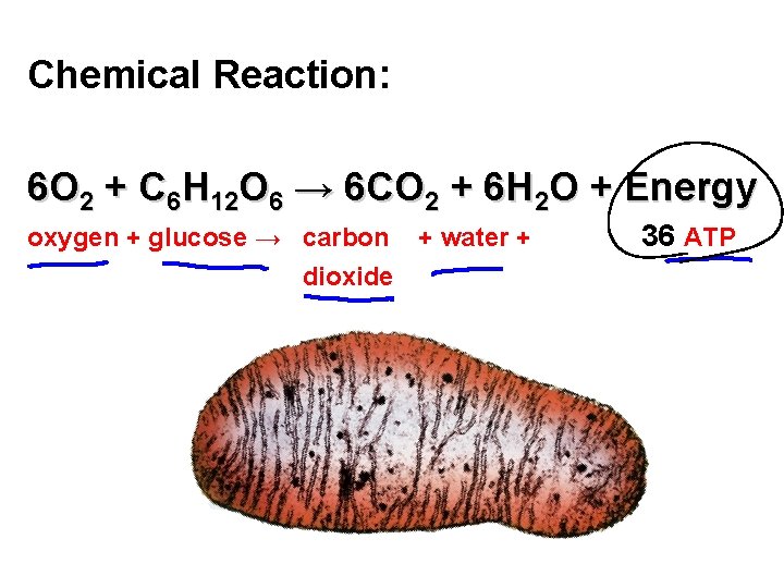Chemical Reaction: 6 O 2 + C 6 H 12 O 6 → 6
