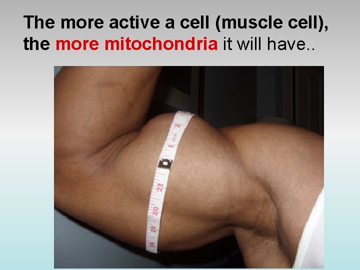 The more active a cell (muscle cell), the more mitochondria it will have. .
