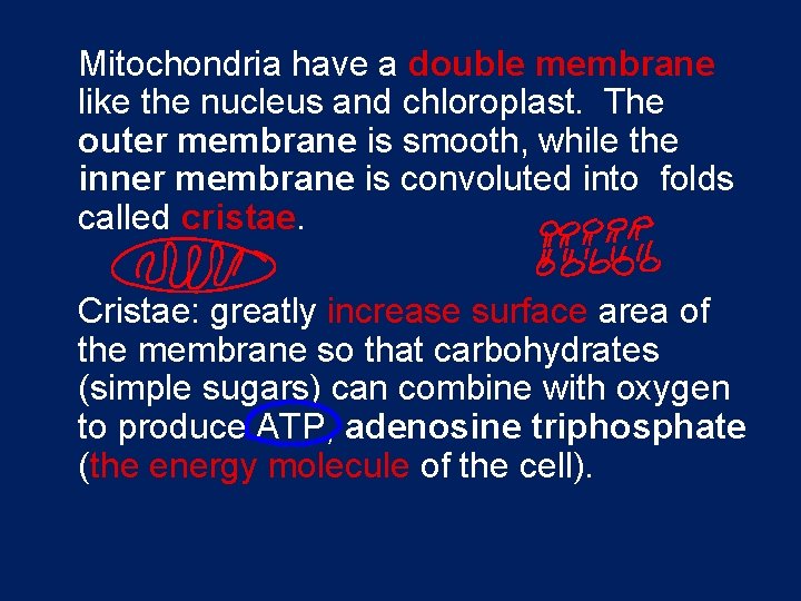 Mitochondria have a double membrane like the nucleus and chloroplast. The outer membrane is