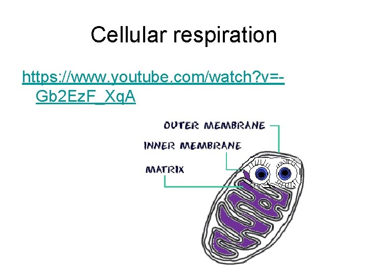 Cellular respiration https: //www. youtube. com/watch? v=Gb 2 Ez. F_Xq. A 