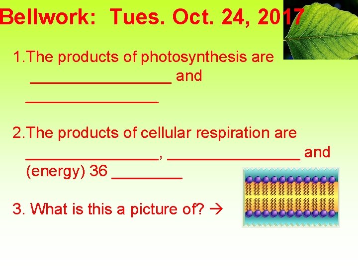 Bellwork: Tues. Oct. 24, 2017 1. The products of photosynthesis are ________ and ________