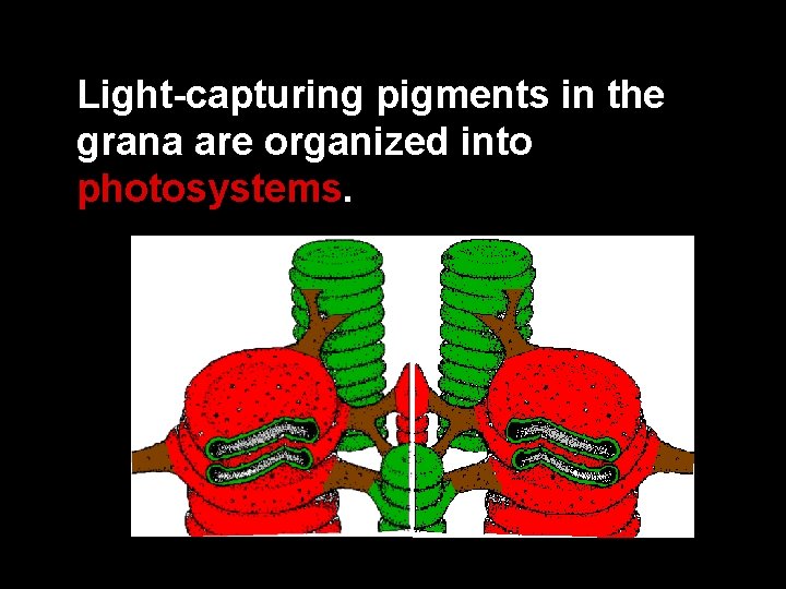 Light-capturing pigments in the grana are organized into photosystems. 
