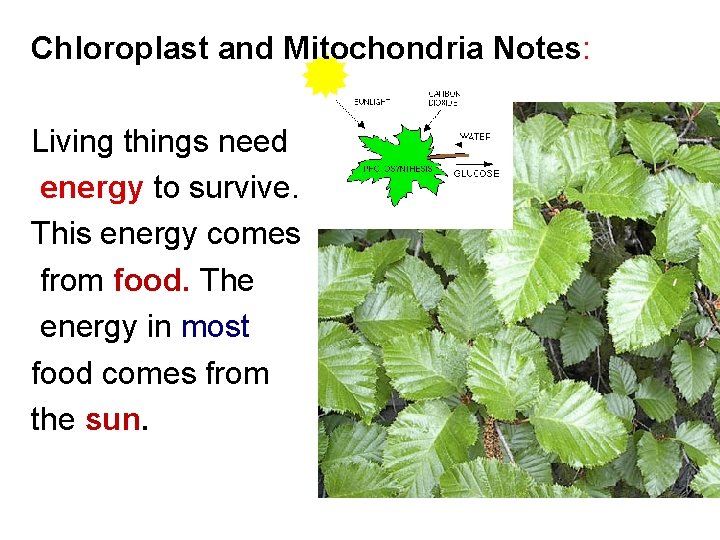 Chloroplast and Mitochondria Notes: Living things need energy to survive. This energy comes from